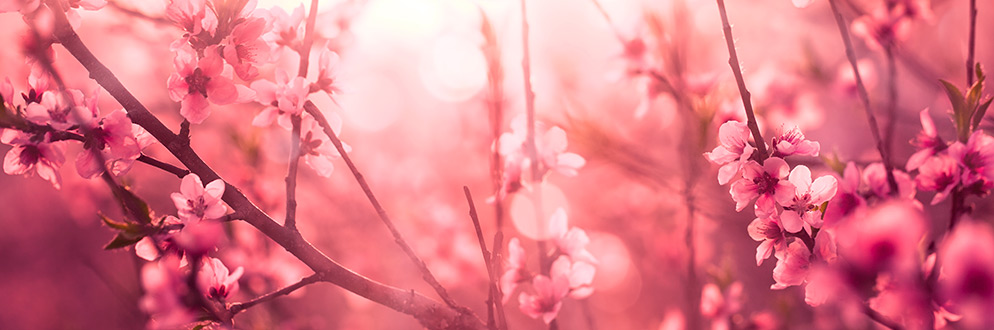 Kép — Írások: Tavaszi dekorációs tippek — Sakura és Húsvét idején
